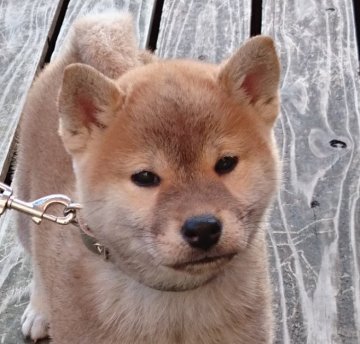 柴犬(標準サイズ)【宮崎県・女の子・2016年11月5日・赤】の写真「整った顔立ちの女の子」