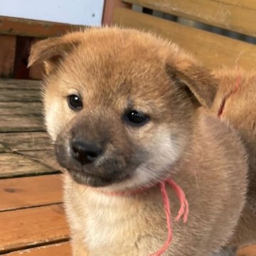 柴犬(標準サイズ)【宮崎県・女の子・2023年10月2日・赤】の写真「超優良血統です。」