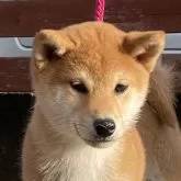 柴犬(標準サイズ)【宮崎県・女の子・2023年12月15日・赤】の写真2