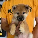 柴犬(標準サイズ)【宮崎県・女の子・2022年7月25日・赤】の写真2