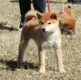 柴犬(標準サイズ)【宮崎県・女の子・2023年12月15日・赤】の写真3「初めての展覧会でも堂々と審査に臨み素晴らしい成績を修めてくれました。」