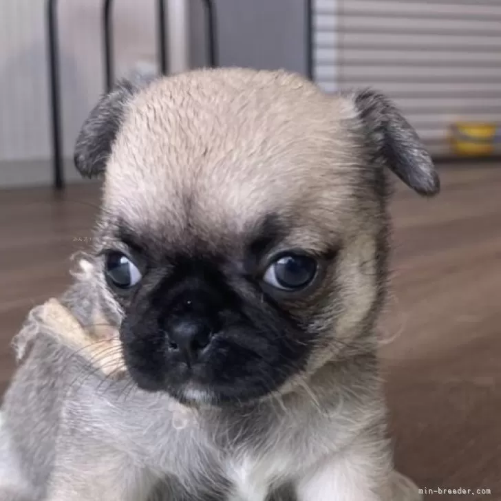 ID:2505-01521の子犬