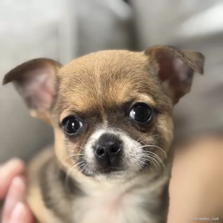 Tanayoung 様のお迎えした子犬
