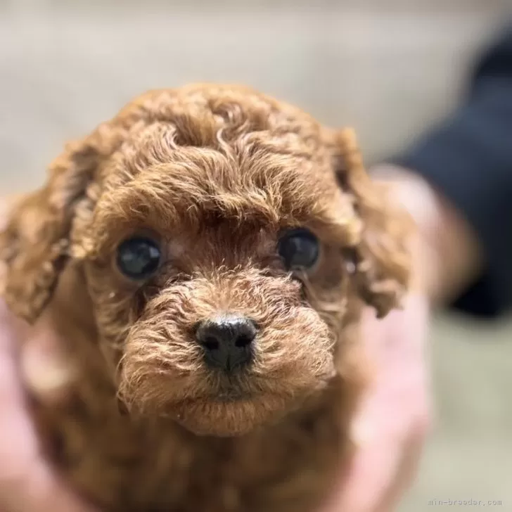 ID:2501-05884の子犬