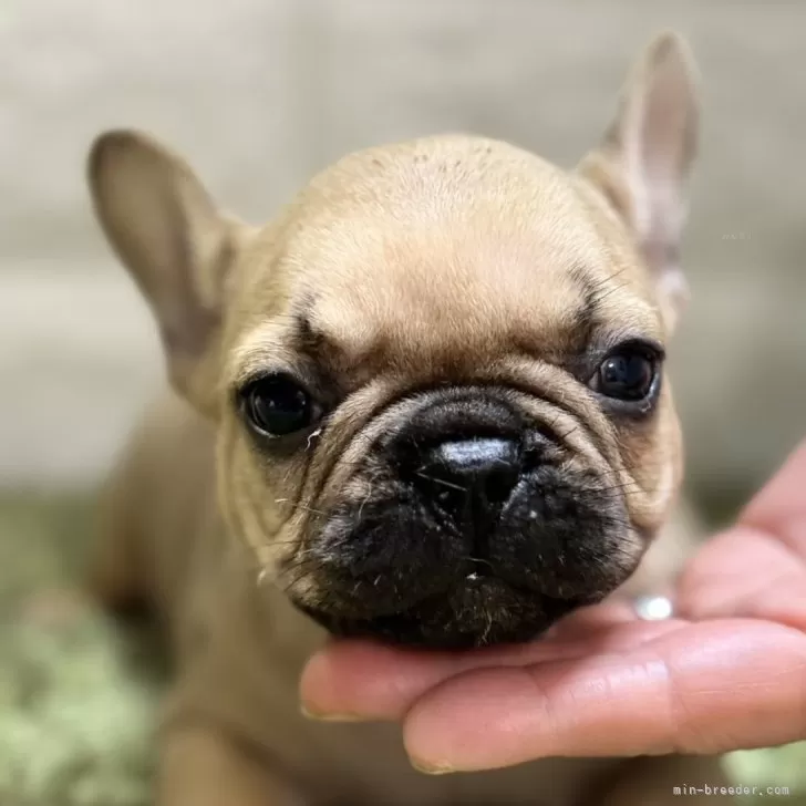 フレンチブルドッグ【埼玉県・女の子・2025年9月27日・フォーン】の写真1