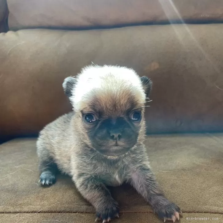 ID：2506-06503の子犬