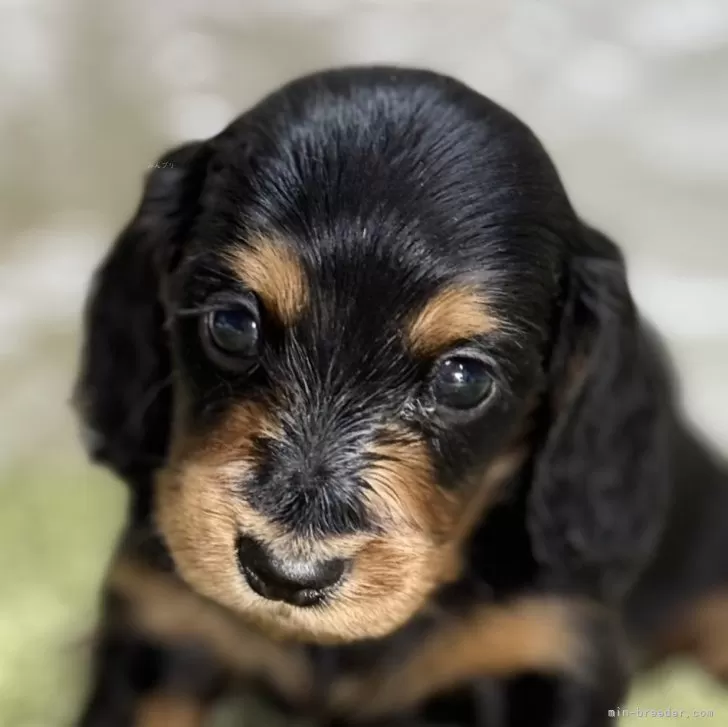ID：2504-01819の子犬