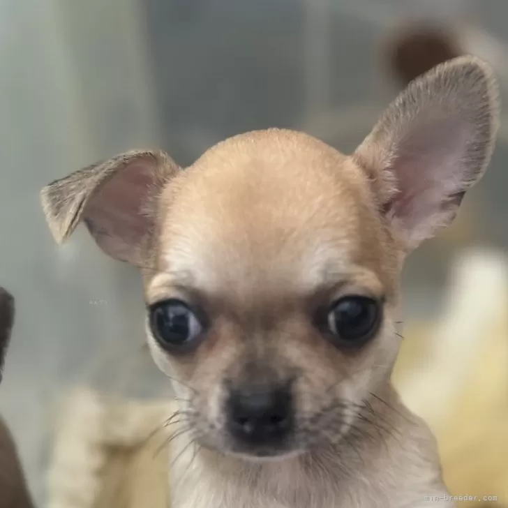 ID:2502-05802の子犬