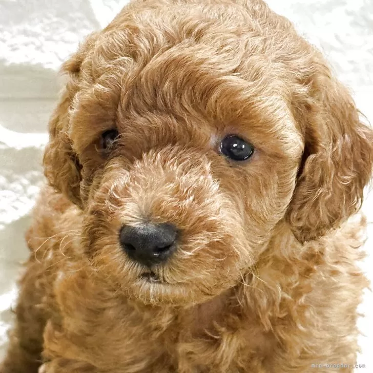 じゅん 様のお迎えした子犬