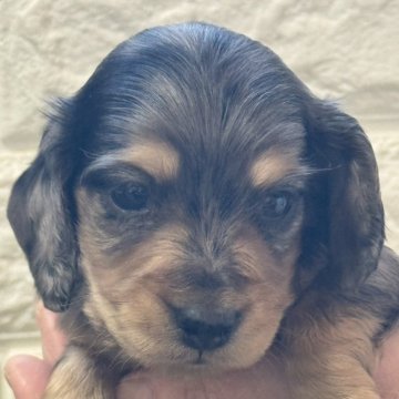 ミニチュアダックスフンド(ロング)【埼玉県・男の子・2025年11月13日・シルバーダップル】の写真「小ぶりな男の子🐶」