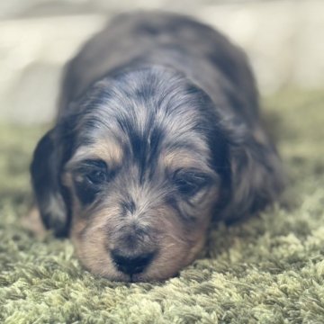 ミニチュアダックスフンド(ロング)【埼玉県・女の子・2025年11月13日・シルバーダップル】の写真「温厚な女の子🐶」