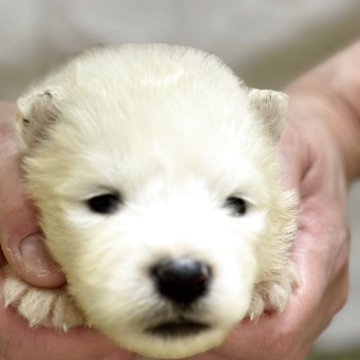 サモエド【埼玉県・男の子・2025年6月1日・ホワイト】の写真「しろくま君🐻‍❄️」