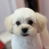 ペキプー(トイプードル×ペキニーズ)