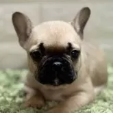 フレンチブルドッグ【埼玉県・女の子・2025年9月27日・フォーン】の写真1