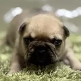 フレンチブルドッグ