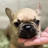 フレンチブルドッグ【埼玉県・女の子・2025年9月27日・フォーン】の写真1