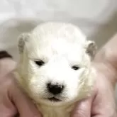 サモエド