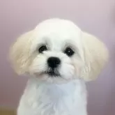 ペキプー(トイプードル×ペキニーズ)【埼玉県・女の子・2025年7月26日・ホワイト&クリーム】の写真1