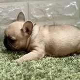 フレンチブルドッグ【埼玉県・女の子・2025年9月27日・フォーン】の写真2