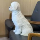 ペキプー(トイプードル×ペキニーズ)【埼玉県・女の子・2025年7月26日・ホワイト&クリーム】の写真3