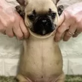 フレンチブルドッグ【埼玉県・女の子・2025年9月27日・フォーン】の写真4