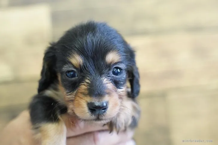 ID:2104-03248の子犬
