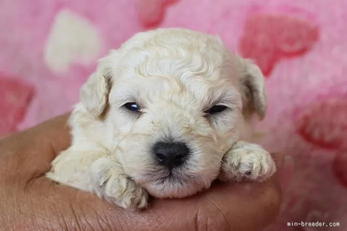 ID：1509-00907の子犬