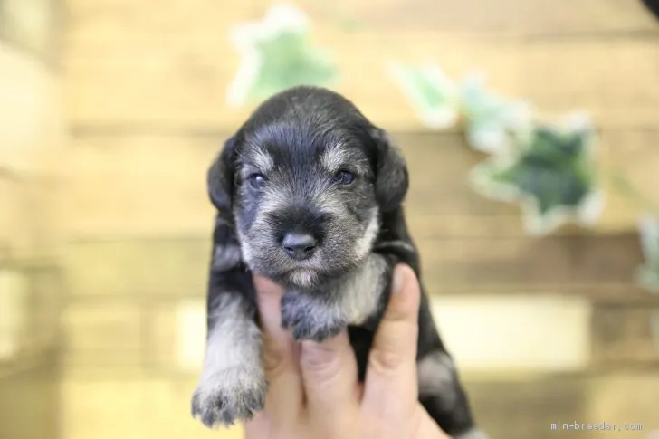 ID：2008-01513の子犬