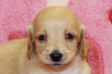 ミニチュアダックスフンド(ロング)【埼玉県・男の子・2014年9月6日・クリーム】の写真「元気いっぱいです♪」