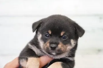 豆柴 茨城県の豆柴｜女の子・2025/08/14生まれ・白色（子犬ID：413992