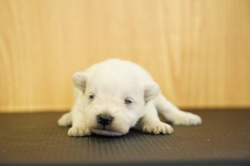 ミニチュアシュナウザー【埼玉県・男の子・2021年10月10日・ホワイト】の写真「人気ホワイトですが色素ばっちり11/4現在」
