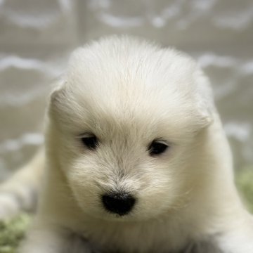 サモエド【埼玉県・女の子・2024年8月19日・ホワイト】の写真「ふわふわモコモコで可愛い女の子❤︎」