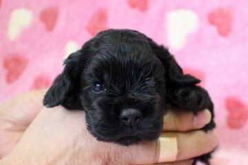 アメリカンコッカースパニエル【埼玉県・男の子・2015年2月1日・ブラック】の写真「とても、おとなしい子ですよ♪」