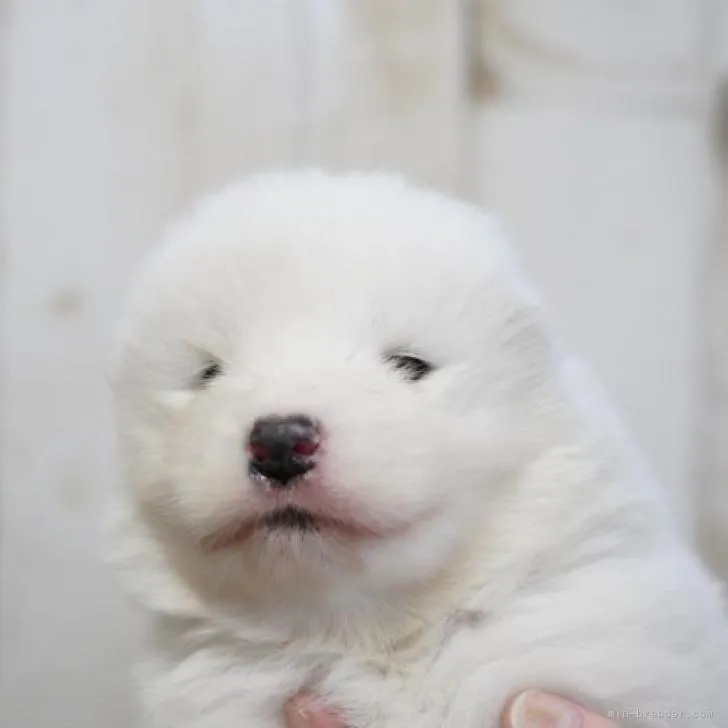 ID：2211-01971の子犬