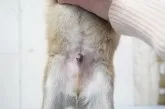 柴犬(標準サイズ)【埼玉県・男の子・2022年1月5日・赤】の写真5「2/16」