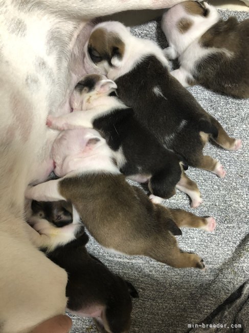 山川　由香利(やまかわ　ゆかり)ブリーダー(岡山県・チワワ(ロング)など・JKC登録)の紹介写真2