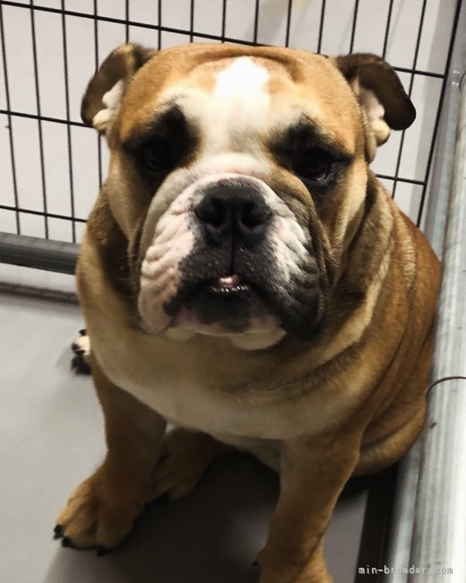 山川　由香利(やまかわ　ゆかり)ブリーダー(岡山県・チワワ(ロング)など・JKC登録)の紹介写真5