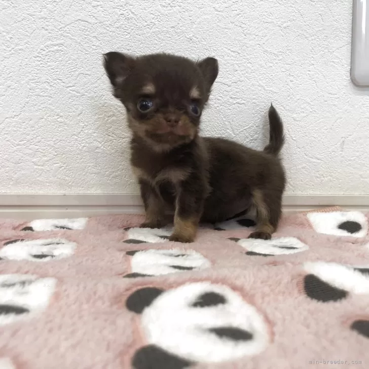 チワワ(ロング)【岡山県・男の子・2025年9月24日・チョコレートタン】の写真1