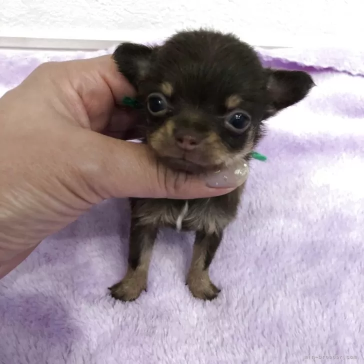 チワワ(スムース)【岡山県・男の子・2025年9月27日・チョコレートタン】の写真1