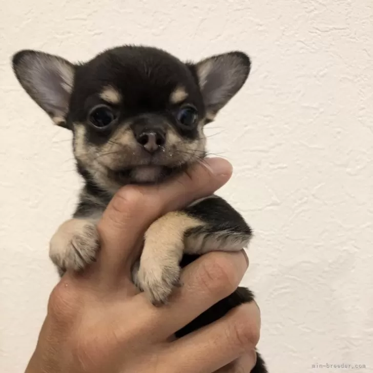 エリリン 様のお迎えした子犬