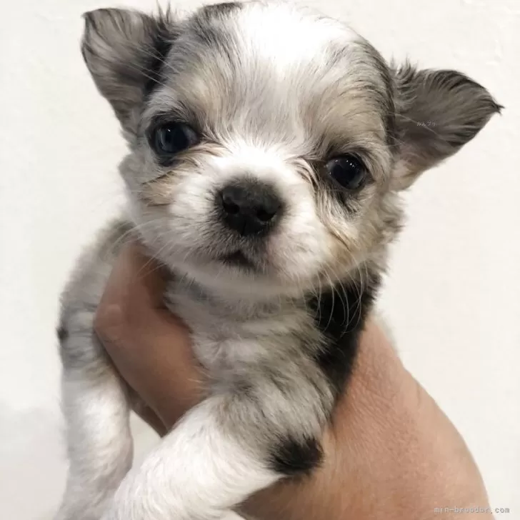 ID：2510-08071の子犬