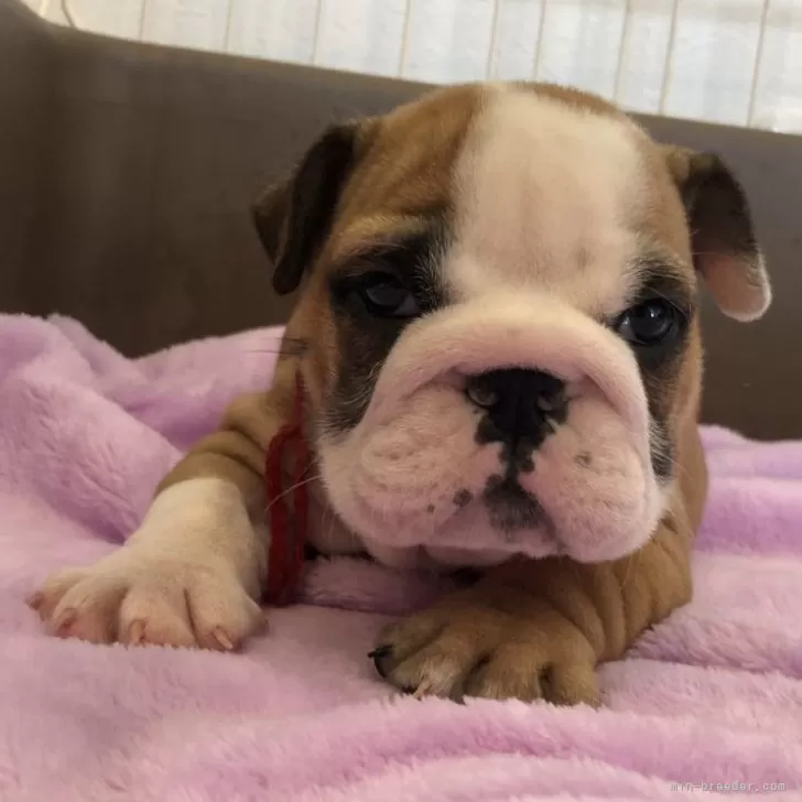 キング 様のお迎えした子犬