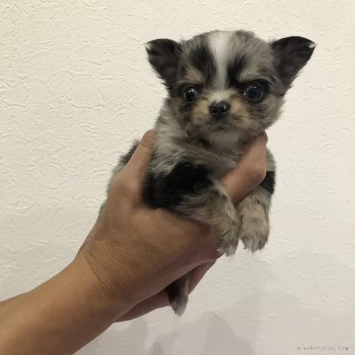 K.T 様のお迎えした子犬