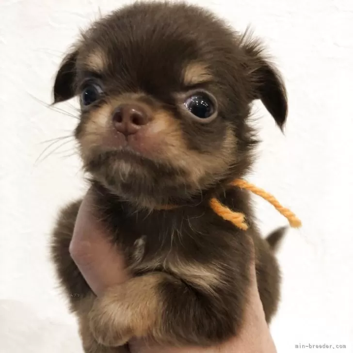 チワワ(ロング)【岡山県・男の子・2025年9月24日・チョコレートタン】の写真1