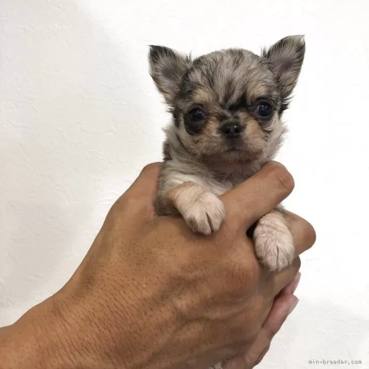 yumi 様のお迎えした子犬