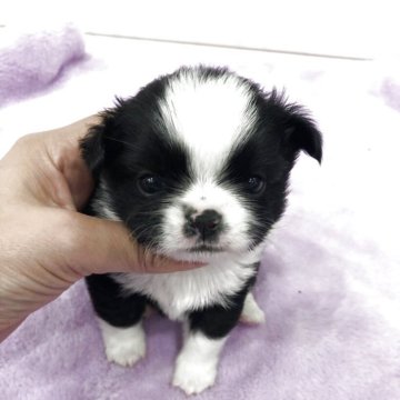 チワワ(ロング)【岡山県・男の子・2025年11月5日・ブラックホワイト】の写真「ほんわかのんびりな男の子」