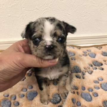 チワワ(スムース)【岡山県・男の子・2024年12月3日・ブルーマール】の写真「可愛いスムースのマール君」