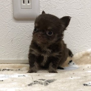 チワワ(ロング)【岡山県・男の子・2025年4月16日・チョコレートタン】の写真「可愛いチョコレートタンの男の子です」