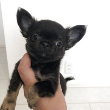 チワワ(ロング)【岡山県・男の子・2025年9月24日・ブラックタン】の写真「小さなブラックタン男の子です」