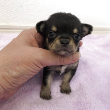 チワワ(スムース)【岡山県・男の子・2025年4月6日・ブラックタン】の写真「小ぶりなブラックタンの男の子です」